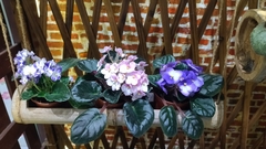 Streptocarpus ionanthus