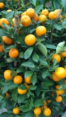 Citrus × microcarpa