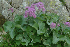 Adenostyles leucophylla