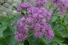 Adenostyles leucophylla