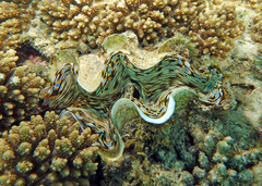 Tridacna squamosa