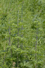 Delphinium retropilosum