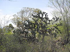 Cactaceae