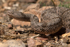 Crotalus lepidus klauberi