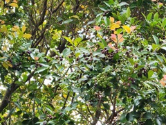 Syzygium formosanum