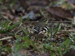 Dendronanthus indicus