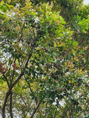 Syzygium formosanum
