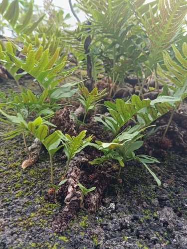 Polypodium image