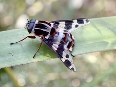 Pelecorhynchus nigripennis