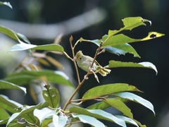 Erpornis zantholeuca