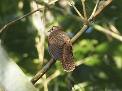 Cacomantis merulinus