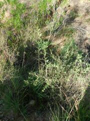 Gymnosporia buxifolia