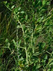 Gymnosporia buxifolia