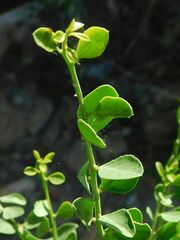 Gymnosporia buxifolia