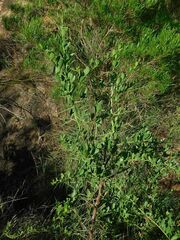 Gymnosporia buxifolia