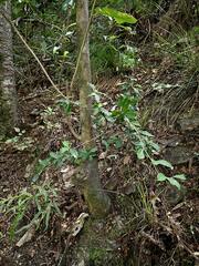 Berberis glaucocarpa