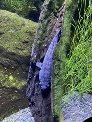 Oxyeleotris lineolata