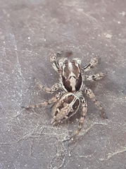 Plexippus petersi