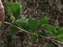 Berberis glaucocarpa