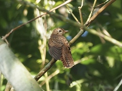 Cacomantis merulinus