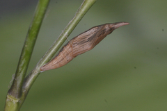 Euchloe ausonia taurica