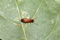 Paradromius linearis