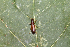 Paradromius linearis