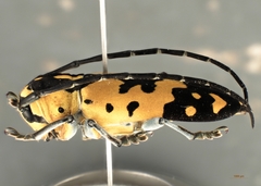 Tragocephala variegata