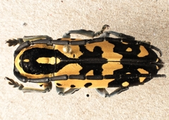Tragocephala variegata