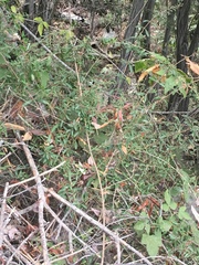 Lonicera subspicata subspicata