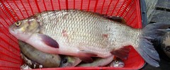 Leuciscus idus