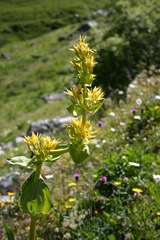 Gentiana lutea lutea