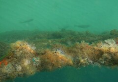 Helotes octolineatus