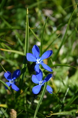 Gentiana bavarica bavarica