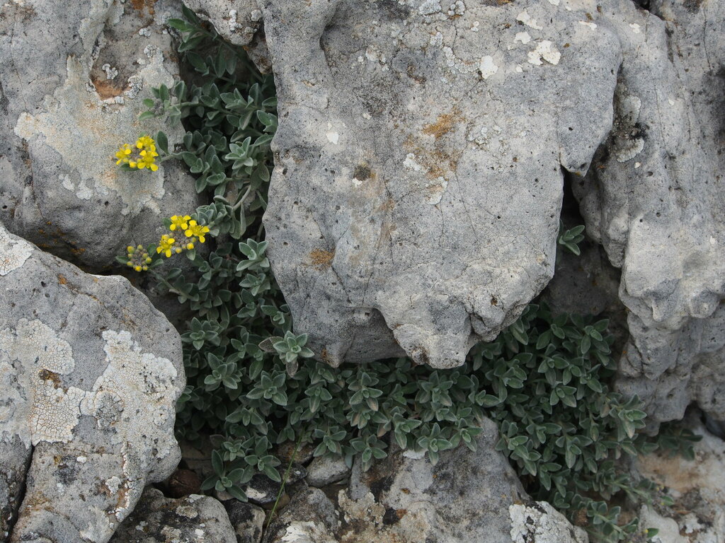 Odontarrhena tavolarae