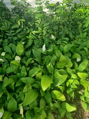 Spathiphyllum wallisii