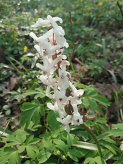 Corydalis cava cava