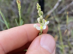 Comesperma pallidum