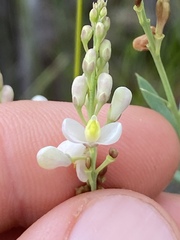 Comesperma pallidum