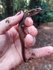 Silvascincus murrayi