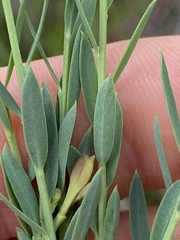 Comesperma pallidum