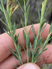 Comesperma pallidum