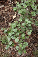Helichrysum lanceolatum