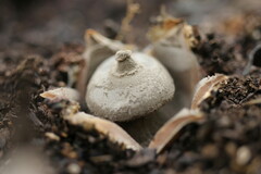 Geastrum pectinatum