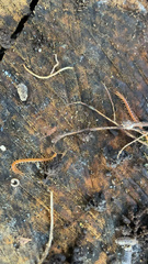 Blaniulidae