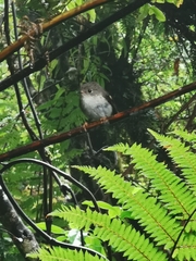 Petroica macrocephala toitoi
