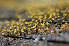 Physarum viride