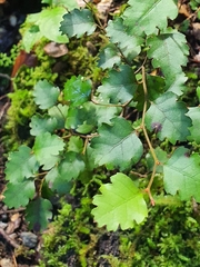 Nothofagus fusca