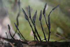 Xylaria comosa