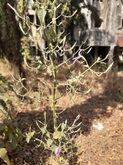 Dicliptera paniculata